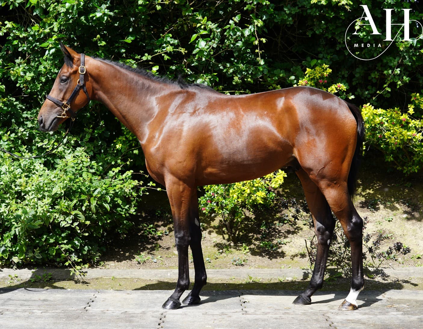 Invincible Spirit - Awesome Gal