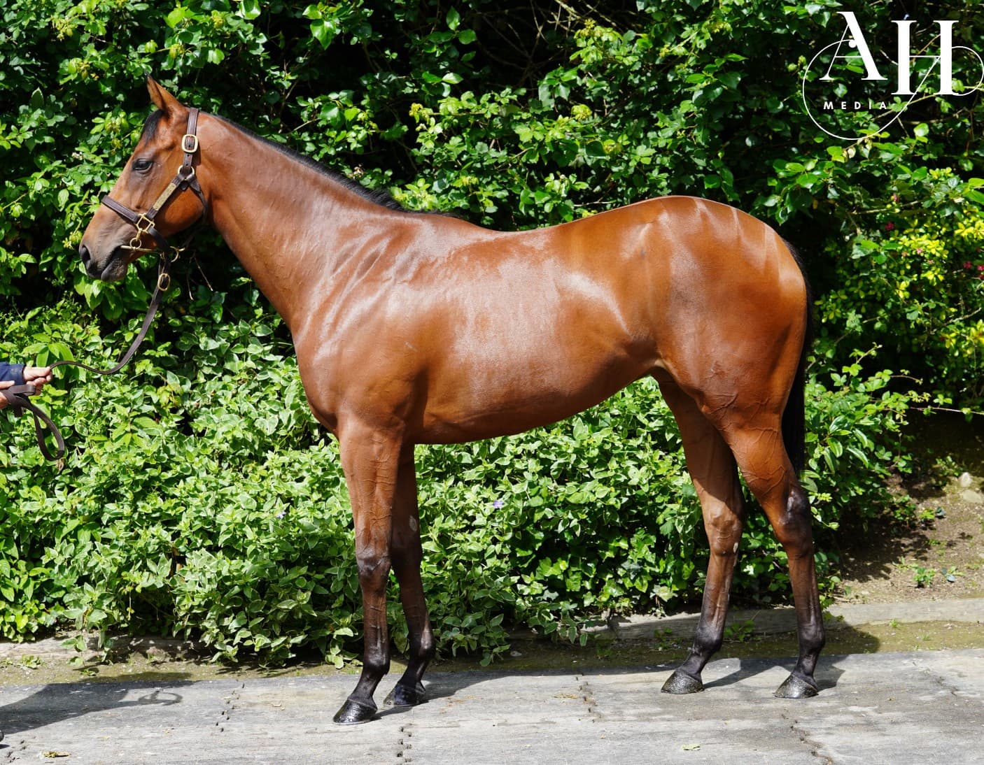 Invincible Spirit - Capel At Dawn